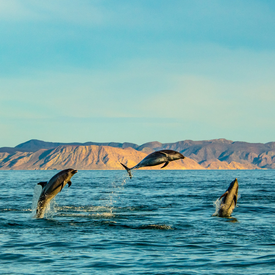 Videos Eco Alianza de Loreto Loreto, B.C.S.